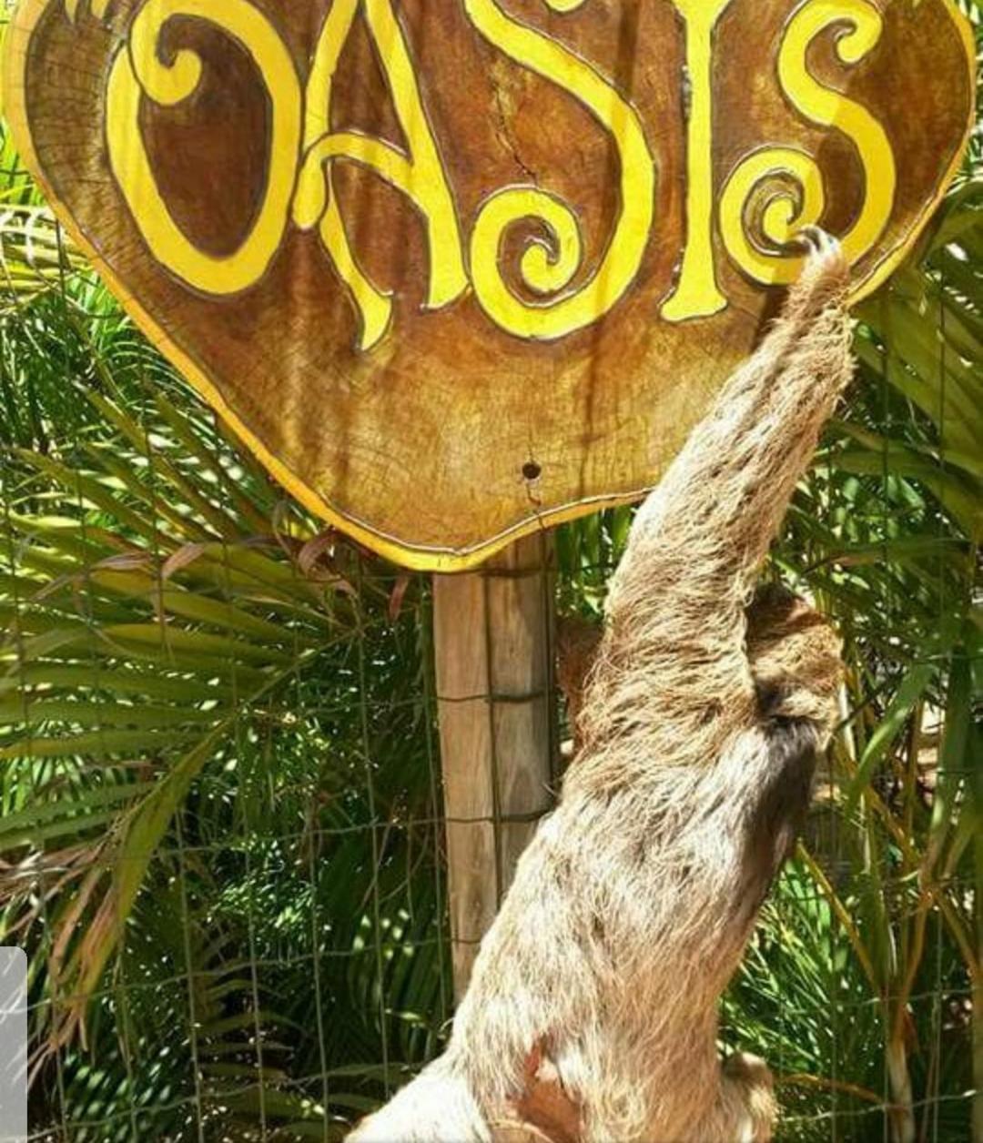 Chale "Oasis" Villa Praia do Forte Ngoại thất bức ảnh